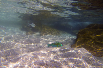 Poissons dans l'océan des Seychelles