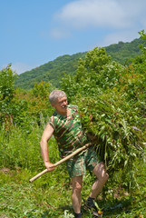 Man carrying hay 8