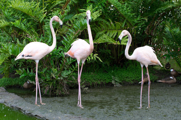 flamingos