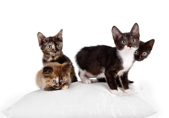 group of cats on a pillow. isolated on white