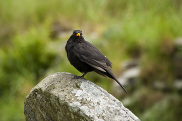 Mirlo Común - Turdus Merula