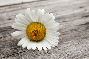 Obraz premium marguerite pâquerette