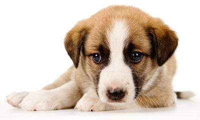 Puppy Lying Down. isolated on white