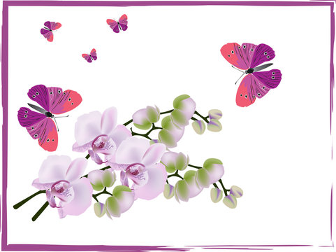 light pink orchids and dark butterflies