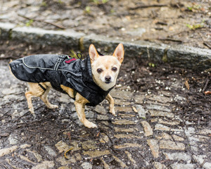 Dog walking in the park on a rainy sunday morning