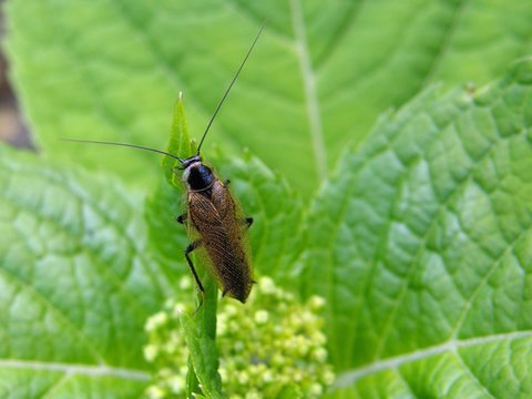 Ectobius lapponicus - Dusky cockroach sitting on a hortensia