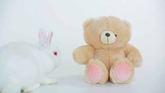 White rabbit sniffing teddy bear