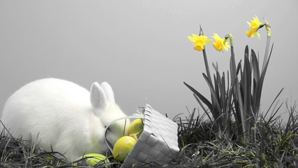 White bunny rabbit sniffing around the grass with basket