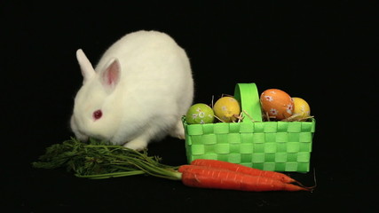 White bunny rabbit sniffing around a carrot and basket