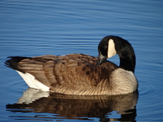 Gans