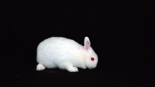 Fluffy bunny rabbit