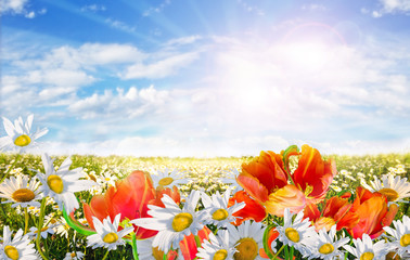 Springtime: field of daisy flowers and tulips