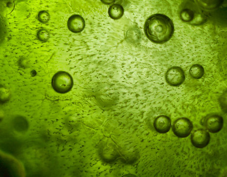 Close up of spirulina ice