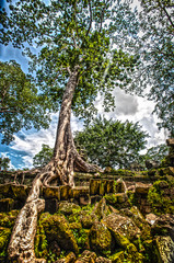Fototapeta premium Strangaling Banyan Trees at Angkor Wat, Ta Prohm, Cambodia