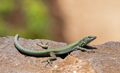 lézard vert au soleil, île de Madère