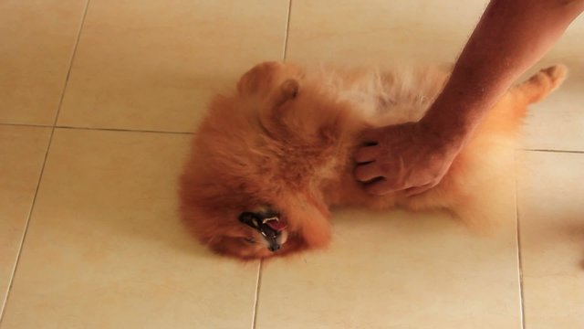 Man combing pomeranian spitz.