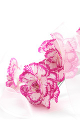 Pink white carnation and ribbon on white background