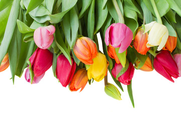 Panele Szklane Podświetlane  wiosna tulipany granicy