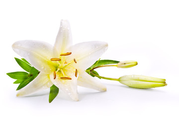 art easter lily flower isolated on white background