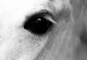 Gordijnen White horse © Nneirda