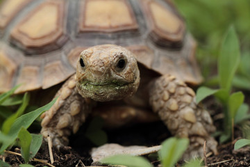 African Spurred Tortoise (Sulcata)