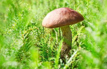 brown cap boletus isolated over green grass in summer