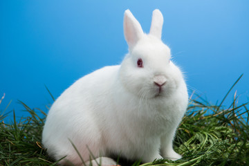 White bunny rabbit sitting on grass