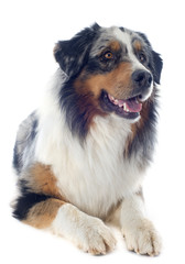 berger australien bleu merle