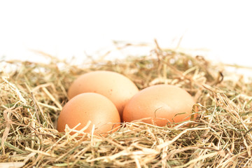 Three eggs nestled in straw