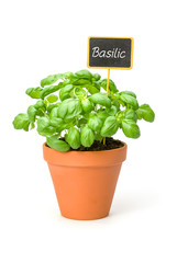 Basilic