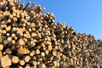 Large Stack of Logs and Blue Sky