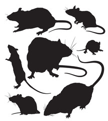 rats vector