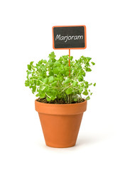 Marjoram in a clay pot with a wooden label