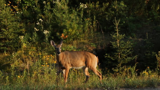 Deer on side of road. Two shots. Haliburton, Ontario, Canada.