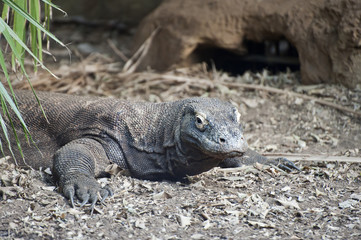 Komodo Dragon Varanus Komodoensis