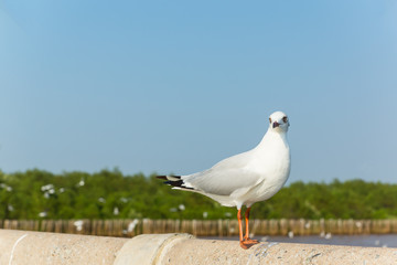 seagull