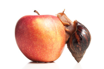 Apfel mit Schnecke