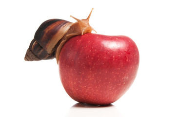 Apfel mit Schnecke