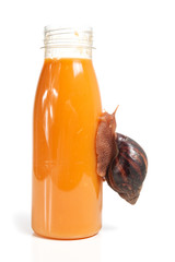 Schneckensaft