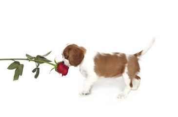 cavalier king charles puppy and rose