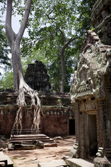 Fototapeta premium Ta Prohm