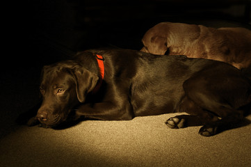 Catching the sunlight