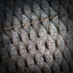 fish scales texture background © Emoji Smileys People