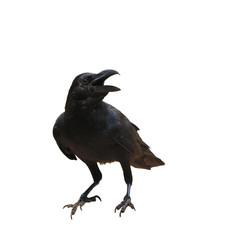 Naklejka premium raven bird isolate on white background
