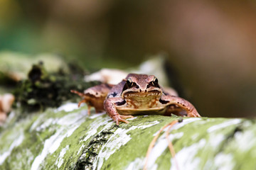 frog
