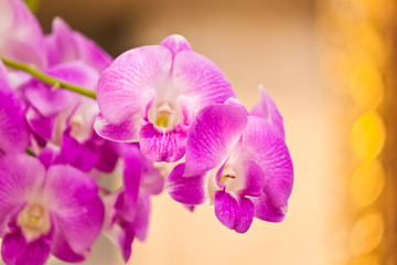 beauty of purple orchid