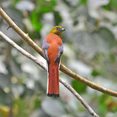Orange-breasted Trogon Birds