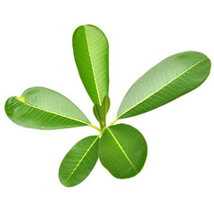 frangipani leaf