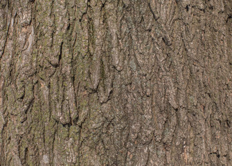Tree bark