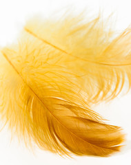 Yellow feather isolated on white background